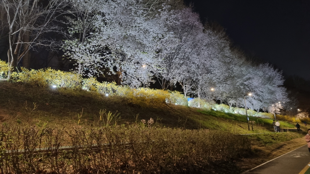 양재천벚꽃축제