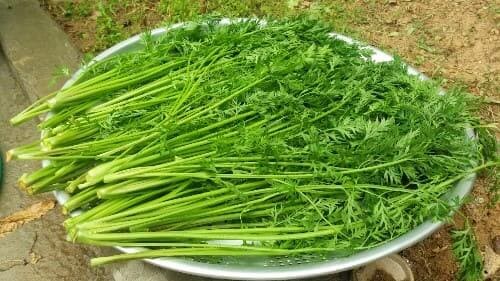 당근잎-수확-손질하기