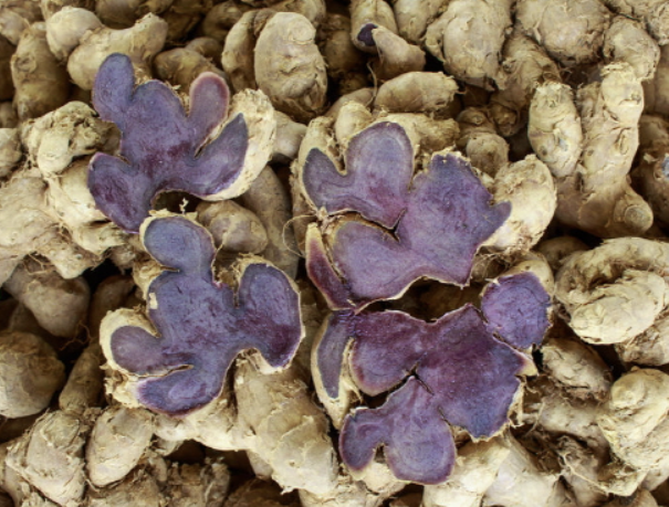 파비플로라 효능 