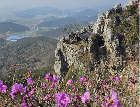 달마산진달래사진