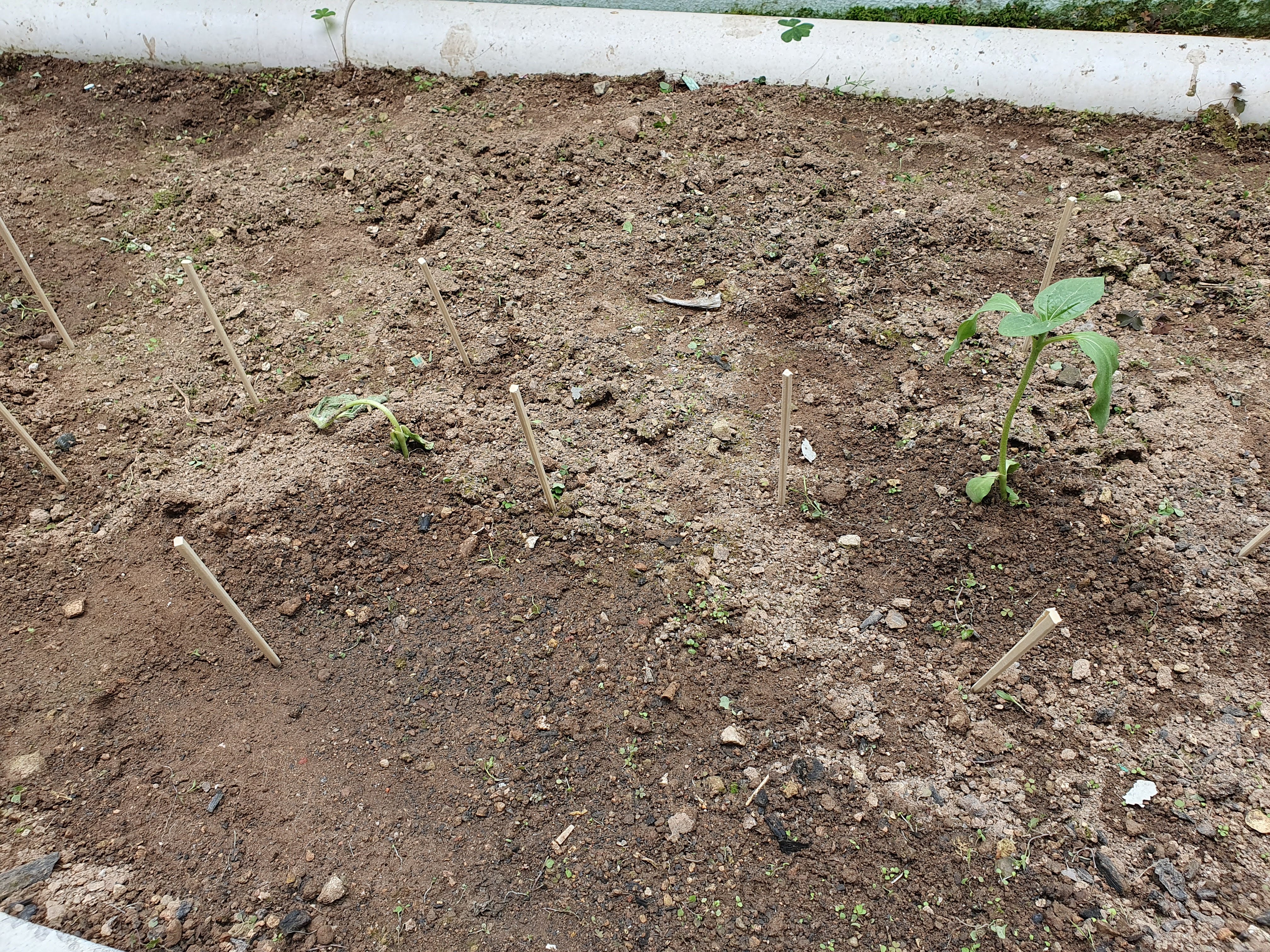 배달용 나무젓가락 활용법 - 화단 꾸밀 때