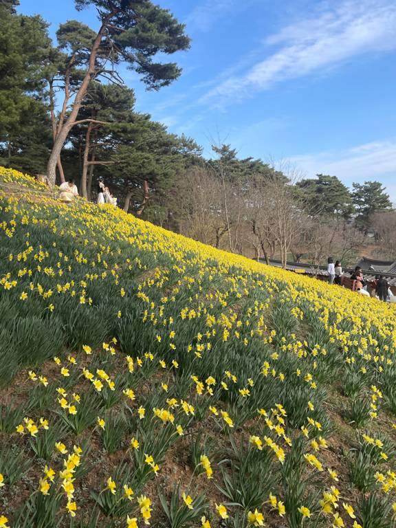 수선화 축제 유기방가옥