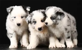 보더콜리분양가 2024년 가격 정보와 분양 팁_49