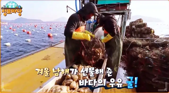 굴삼합 굴무침 생굴 굴전 굴솥밥 개체굴 양식 전국 택배 전화 주문 통영 맛집 추천
