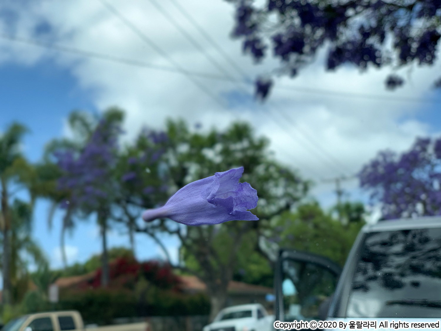 jacaranda blossom in orange county southern california