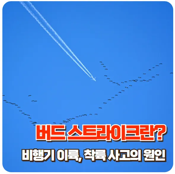 버드스트라이크-썸네일