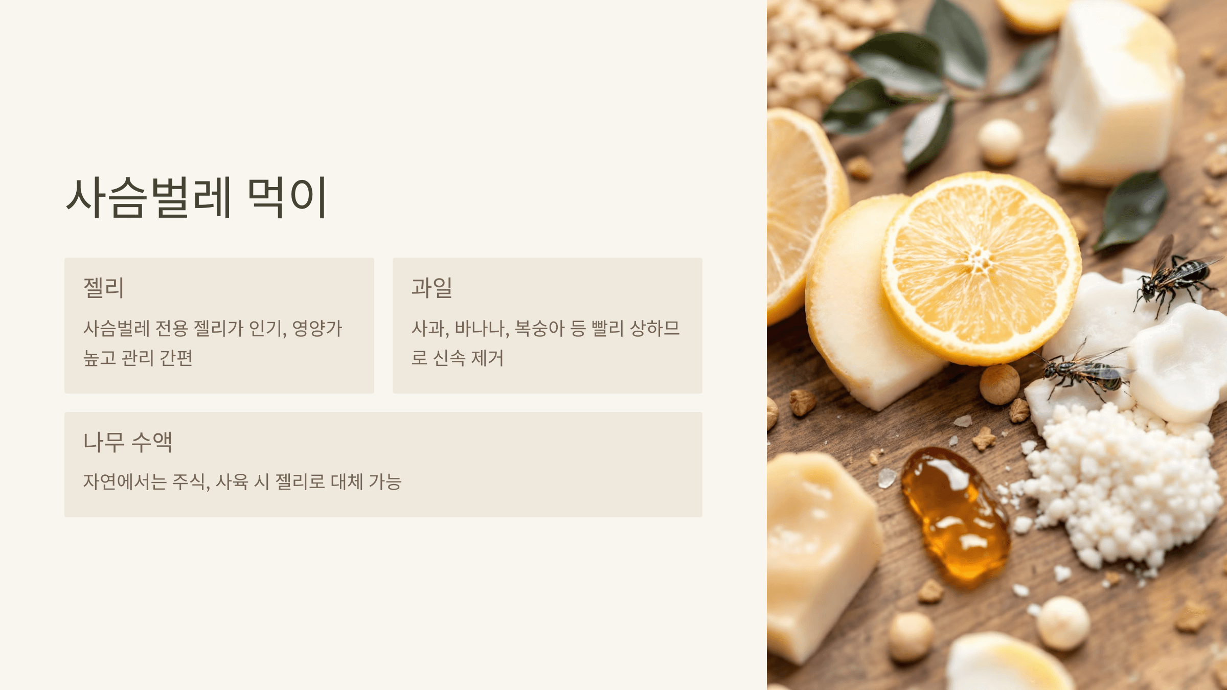 사슴벌레 사진입니다.