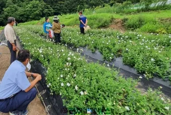 도라지 재배 종자 처리 배수 관리 굵게 키우기_11