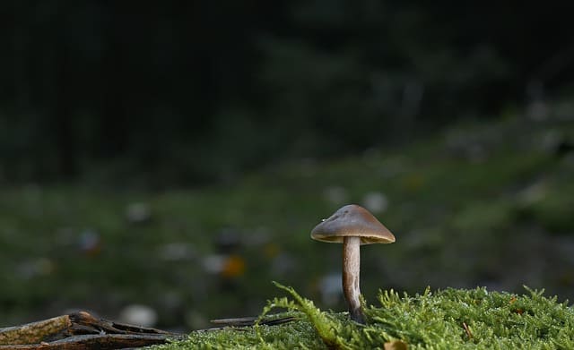 새집증후군 피톤치드 효과? 건강한 새집 생활을 위한 친환경 솔루션 완벽 가이드