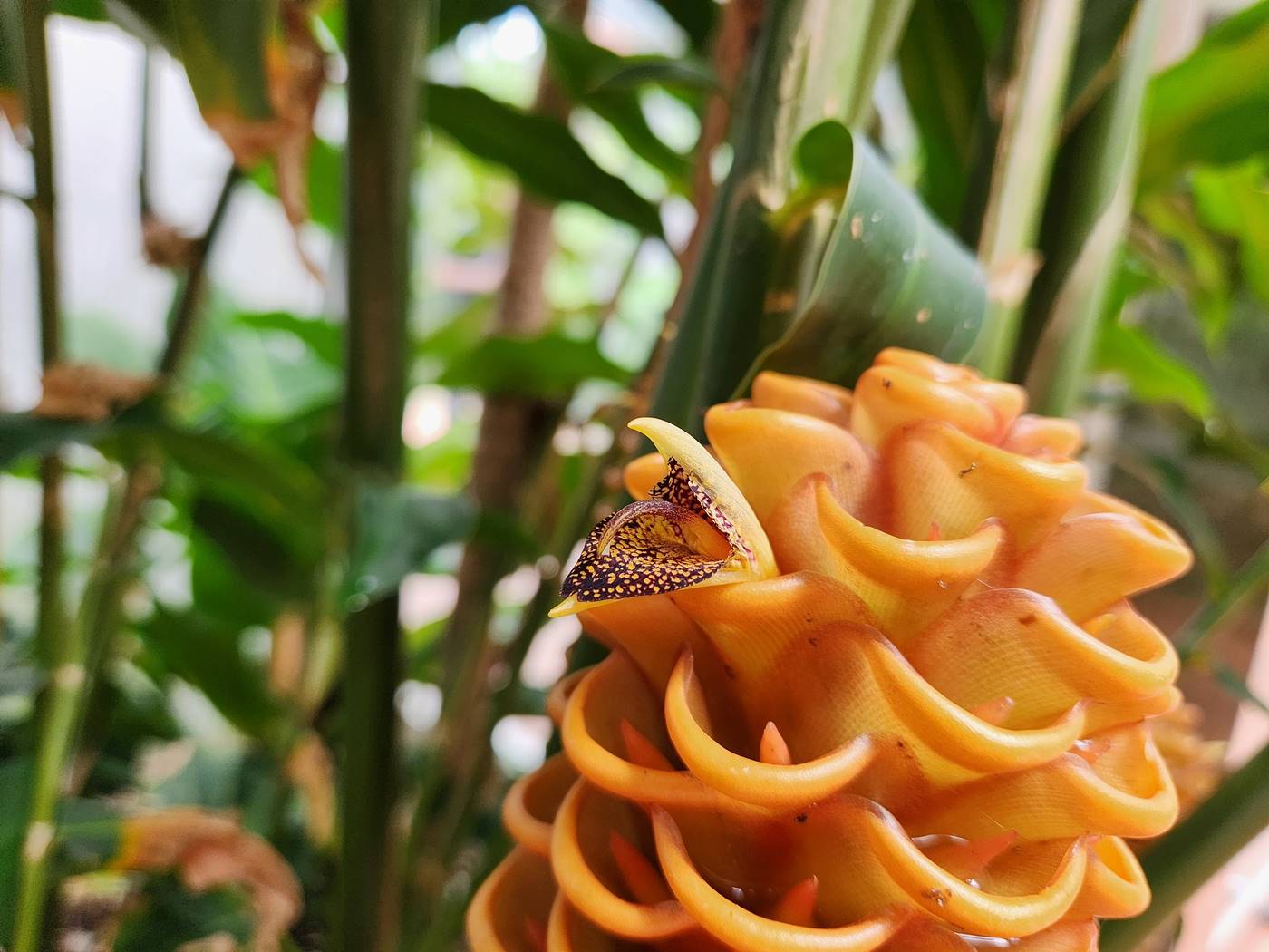 벌집징가(벌집생강)