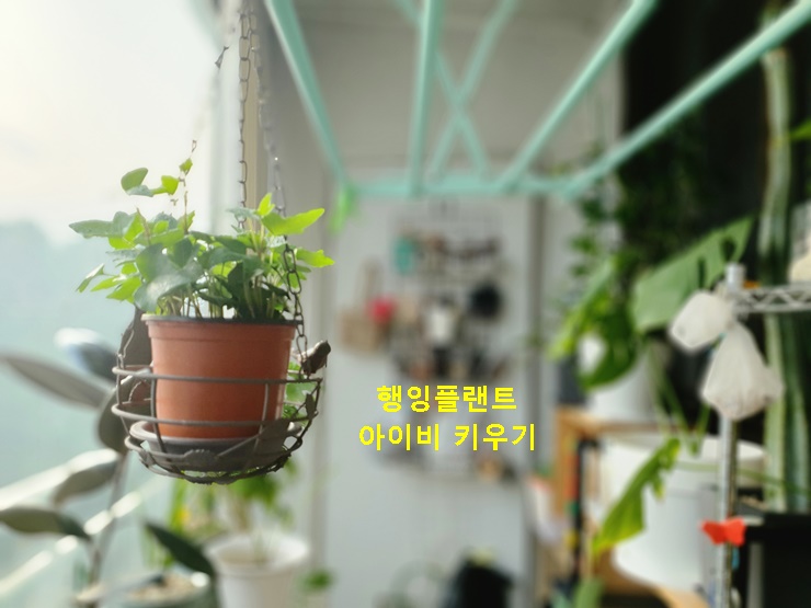 행잉플랜트 아이비 키우기