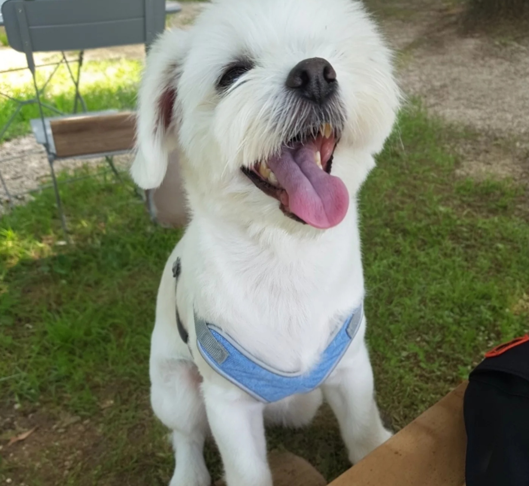 반려견 동반 카페와서 행복해하는 강아지