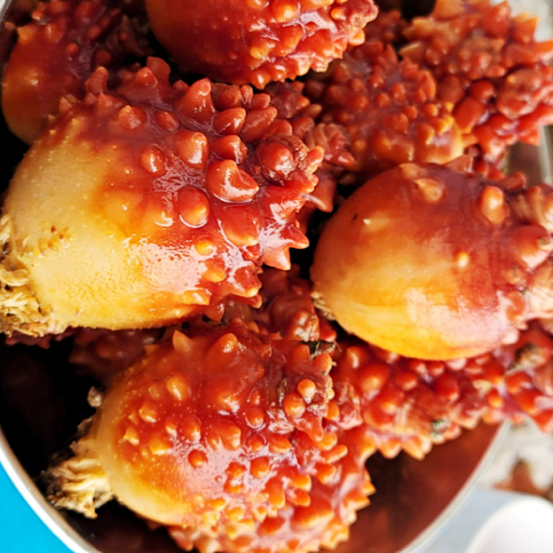 멍게 사진