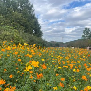 인천 여행 드림파크 국화축제 기본정보 주차장 정보(출처-홈페이지)