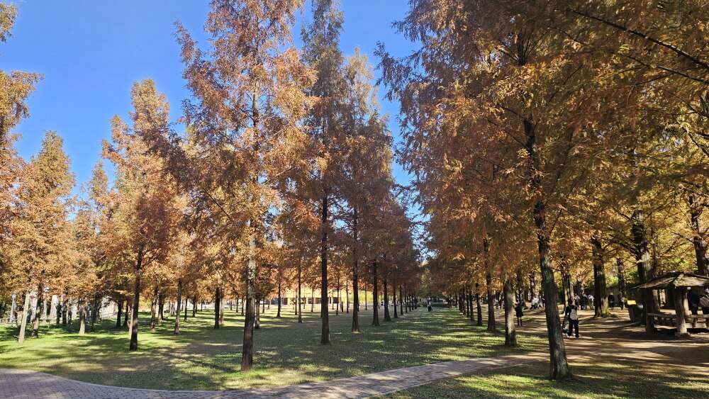 담양 관방제림 & 메타세쿼이어랜드 단풍 절정 실시간 후기 : 이번주 전라남도 가볼만한곳 추천