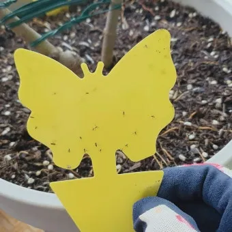 화분 뿌리파리 생기는 원인과 퇴치법 완벽 정리_6