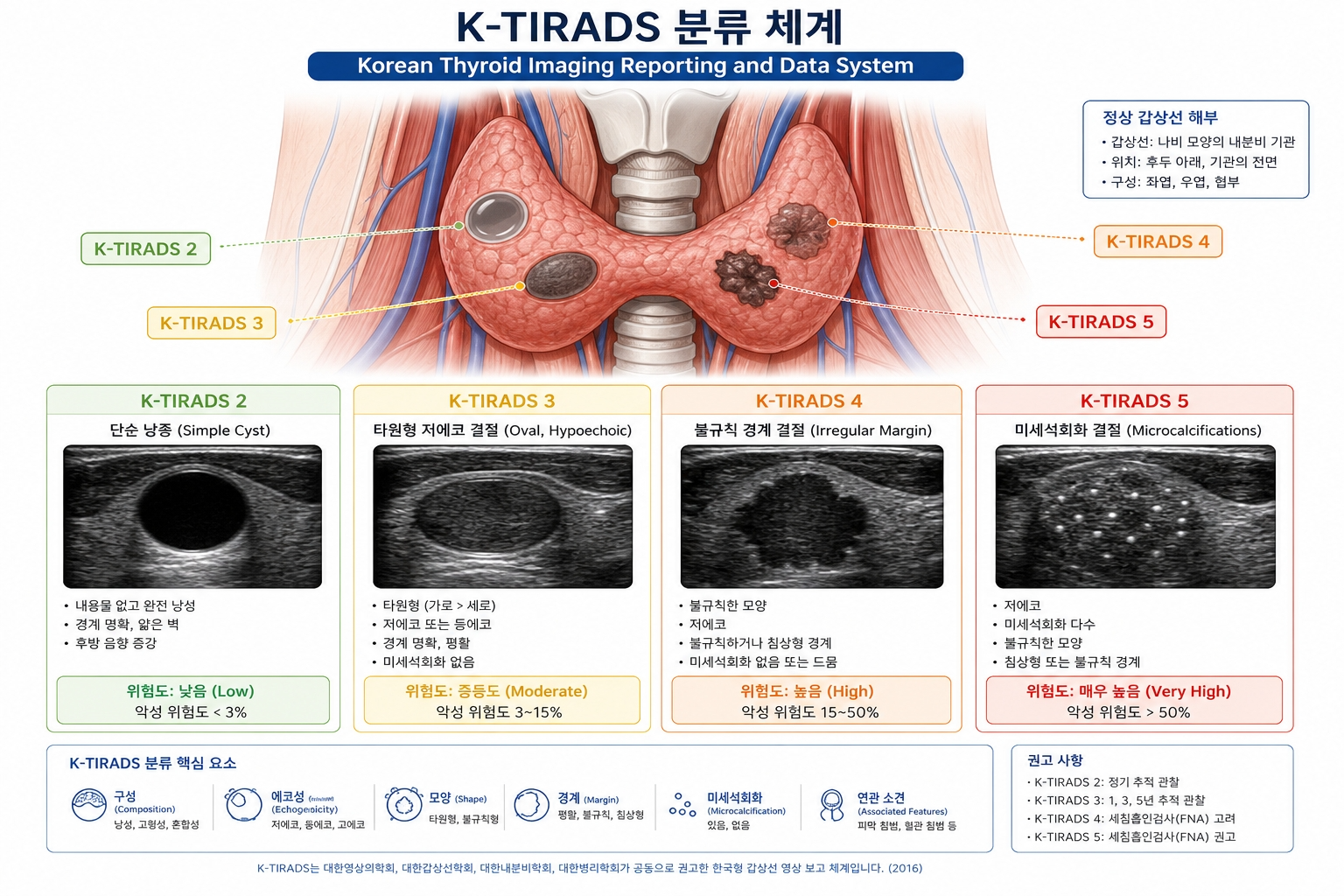 갑상선 초음파 검사 장면 — 병원 영상의학과에서 전문의가 환자의 목 부위에 초음파 프로브를 대고 갑상선 결절 추적 관찰 검사를 시행하는 사실적인 의료 사진