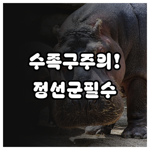 정선군 수족구 발생 시 부모가 알아야..