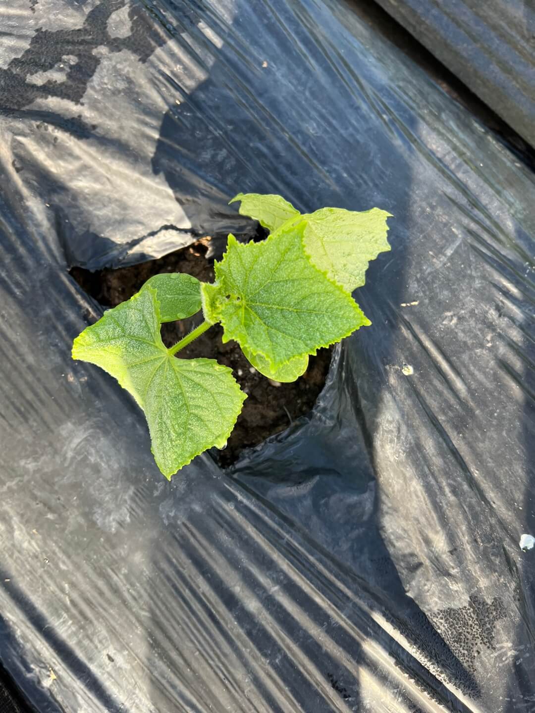 가을오이
