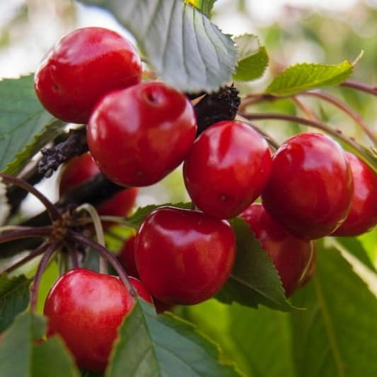 체리 효능 5가지, 놀라운 건강 비밀