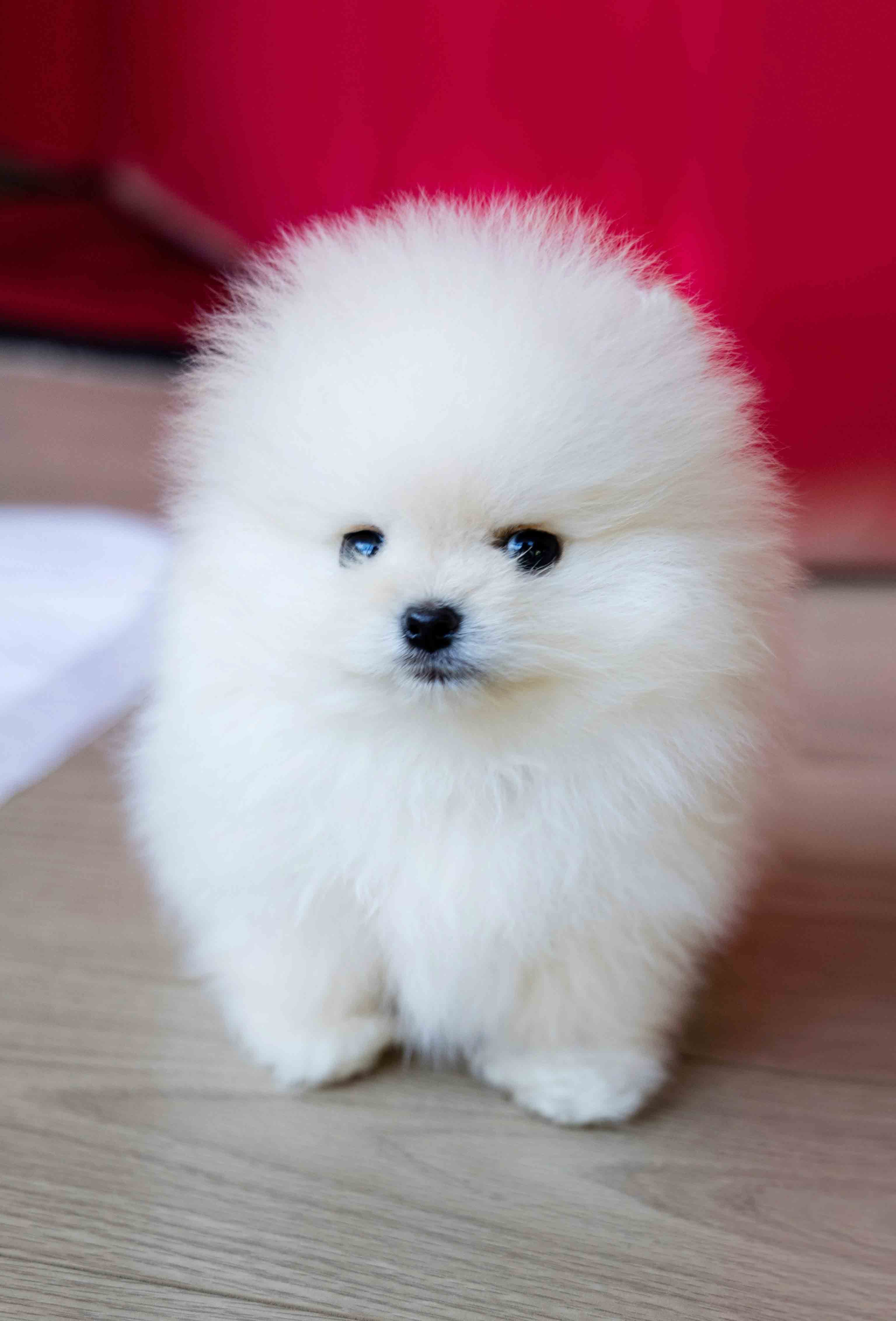 포메라니안