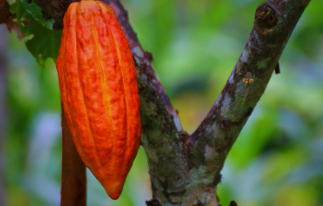 카카오닙스 효능