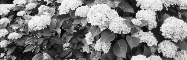 수국 키우는 법: 수국 물주기