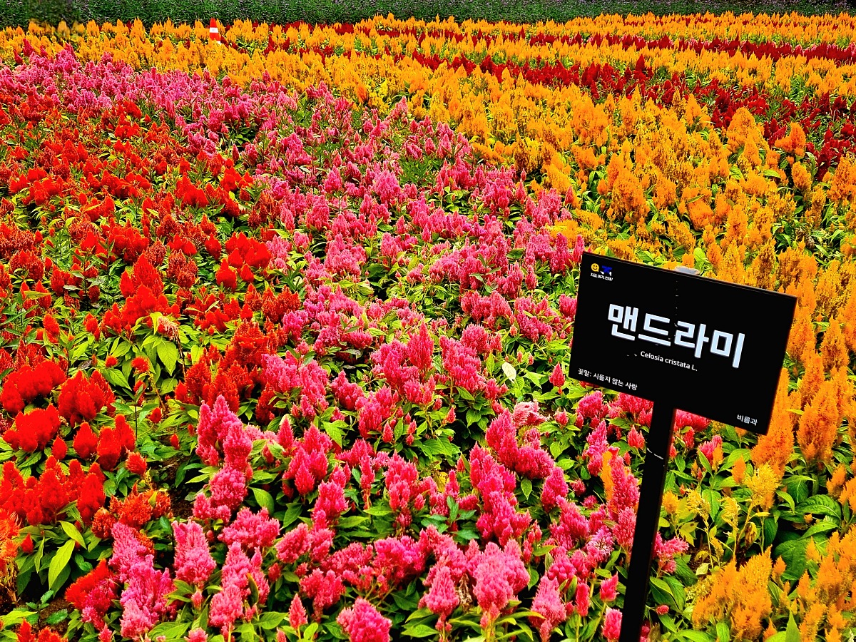 다시 찾아간 2024 인제 가을꽃축제: 국화, 야생화, 수변산책로, 숲 속 꽃길의 매력