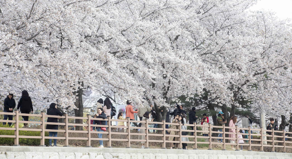 구미-금오천-벚꽃