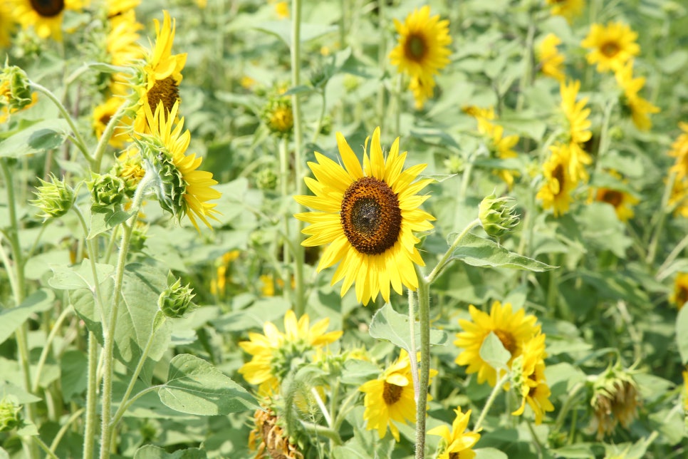 부산 대저생태공원 해바라기