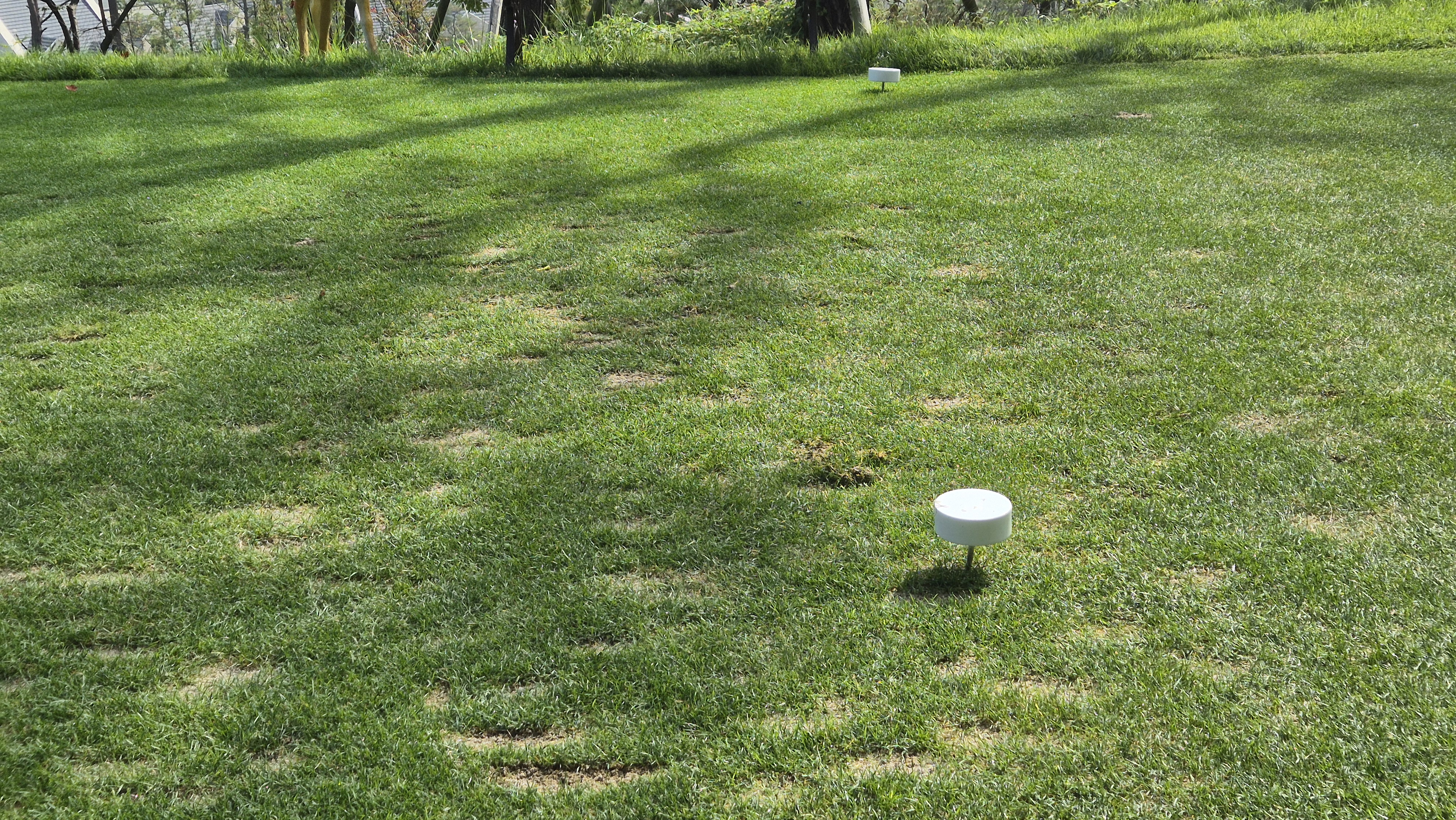 오로라cc 티잉구역 상태