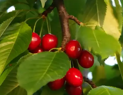 통풍에 좋은 음식 - 체리