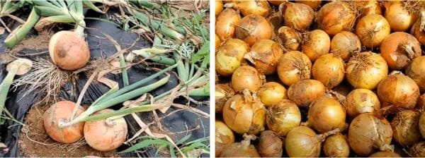 양파-효능-부작용-품질-좋은-양파-고르는-방법(식별방법)