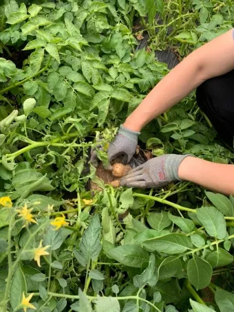 감자 수확시기 지역별 차이와 재배 팁_15