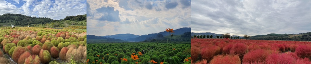 댑싸리 공원