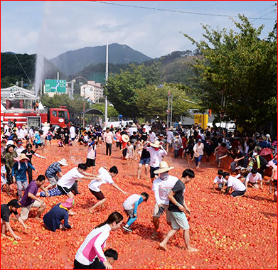 2024 화천 토마토축제 행사일정 확인하기