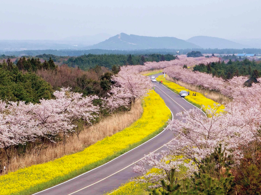 벚꽃 지는 시기 총정리: 지역별 벚꽃 엔딩 일정과 마지막 즐기는 꿀팁!