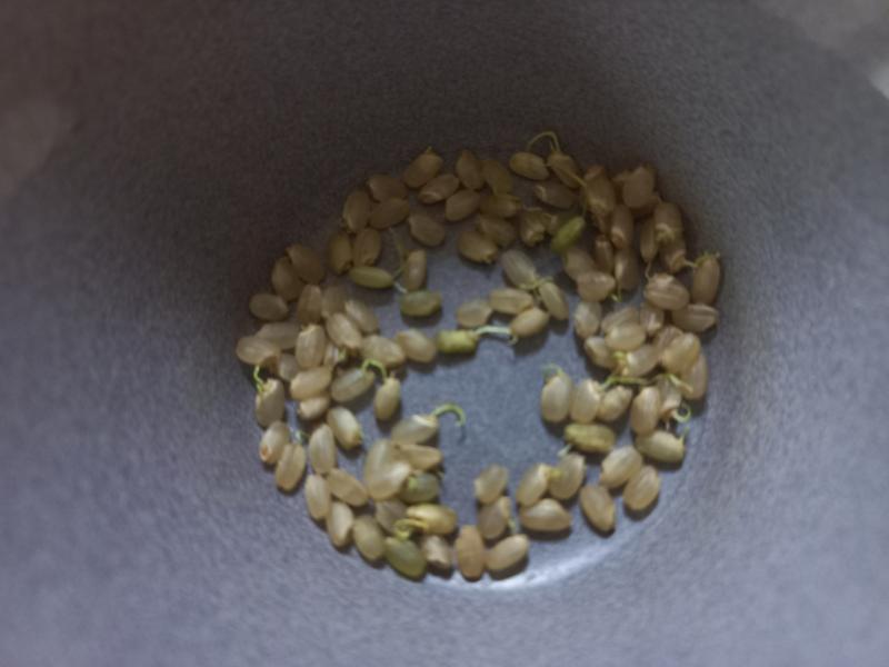 현미 발아 싹내기 실험 6일차