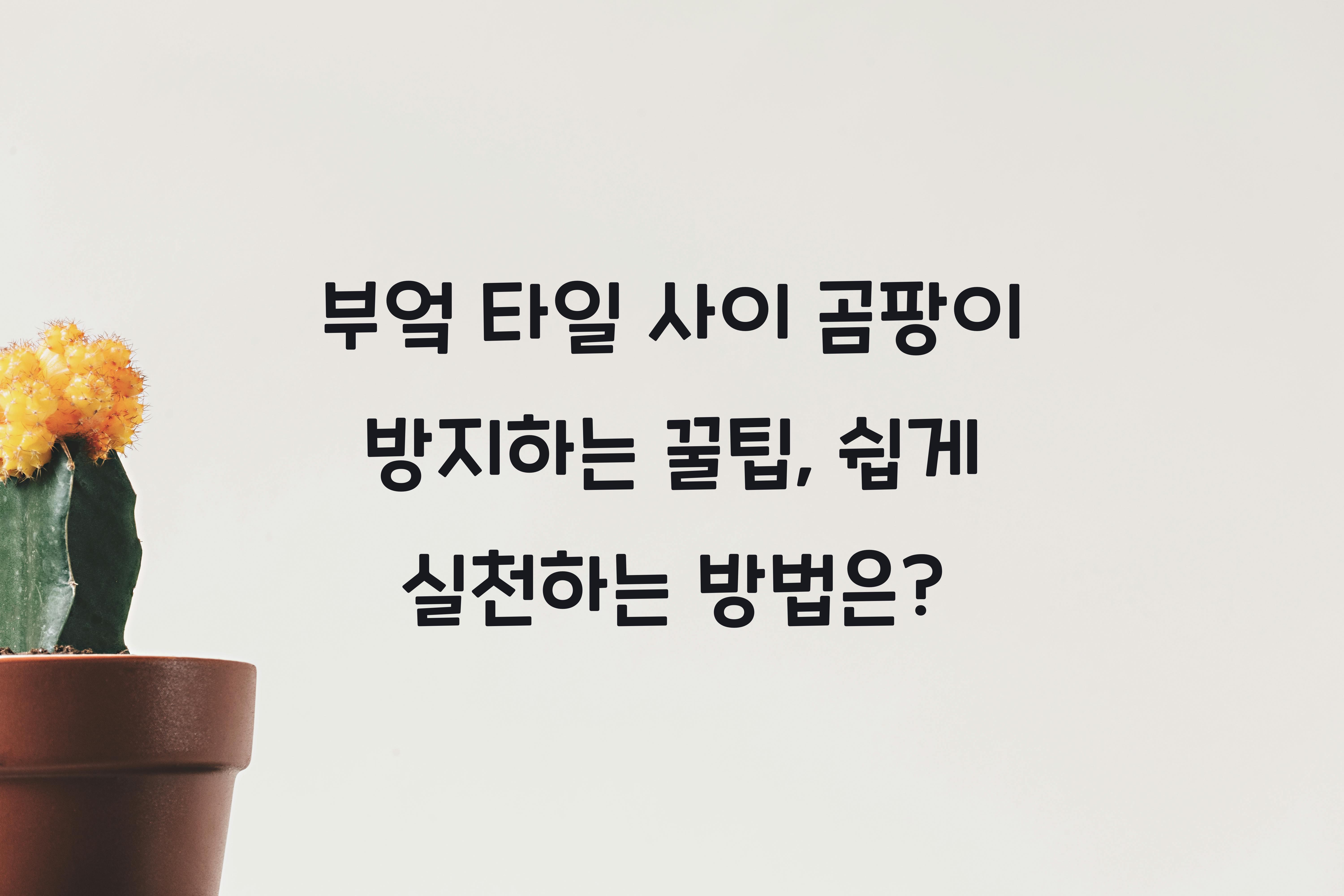 부엌 타일 사이 곰팡이 방지하는 꿀팁