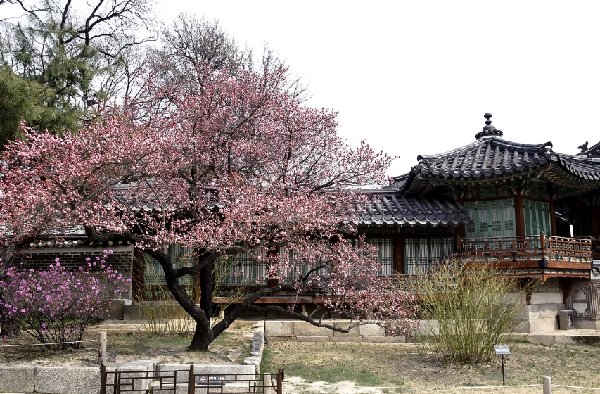 매화 (3)