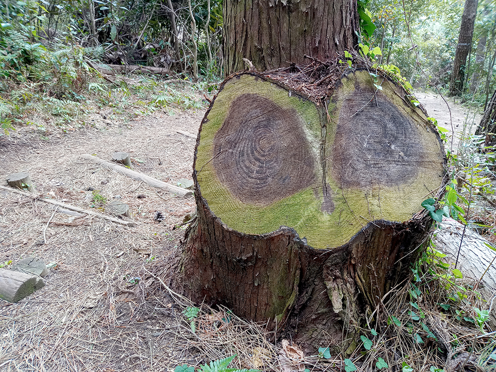 올레3A코스: 부엉이