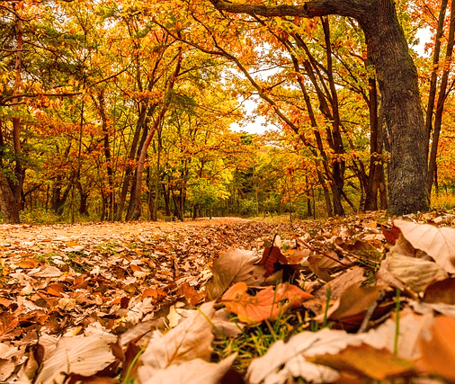 단풍나무가 가득하고 바닥에는 마른 가랑잎들이 한가득 있다.