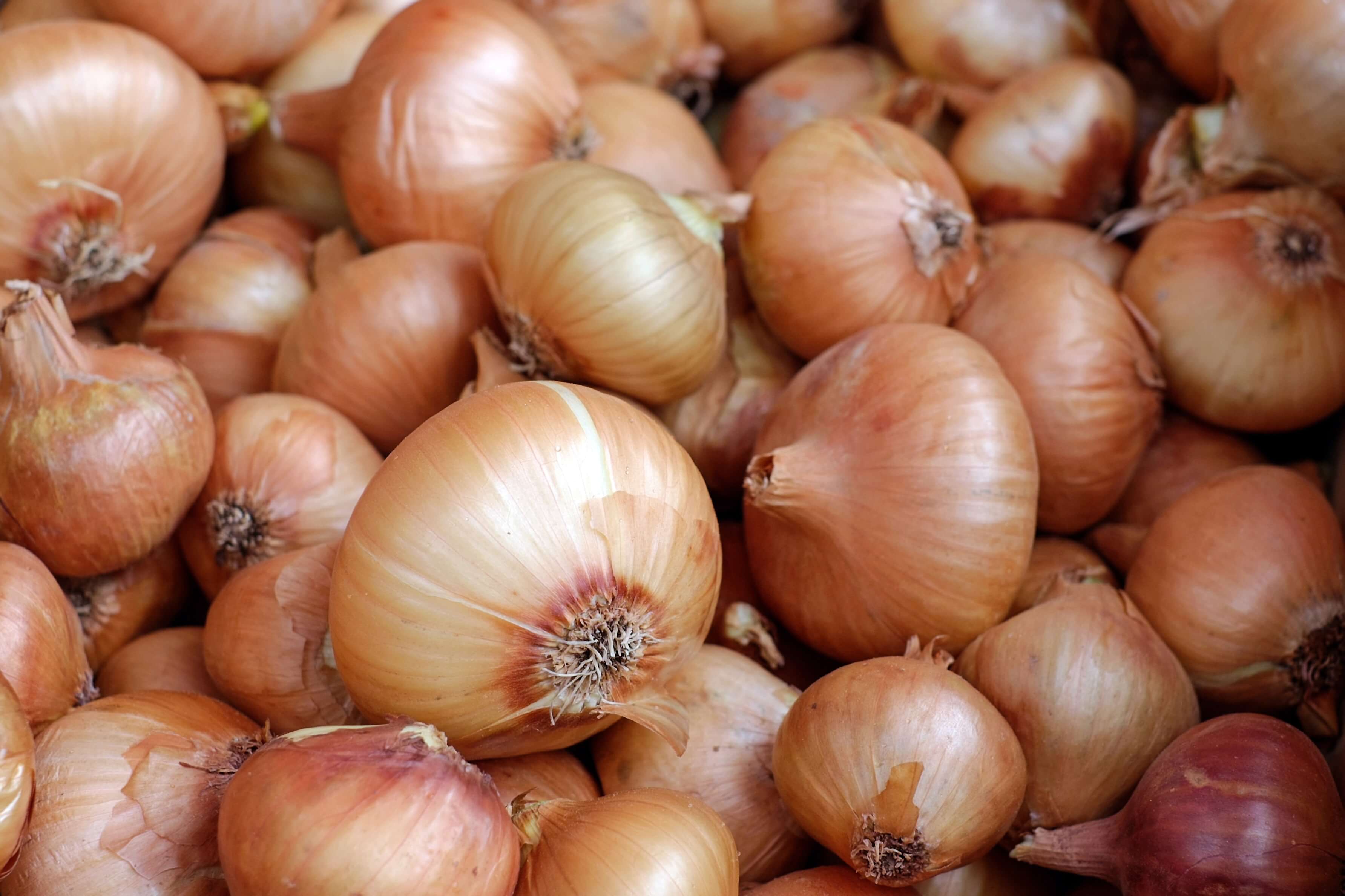 onion-image