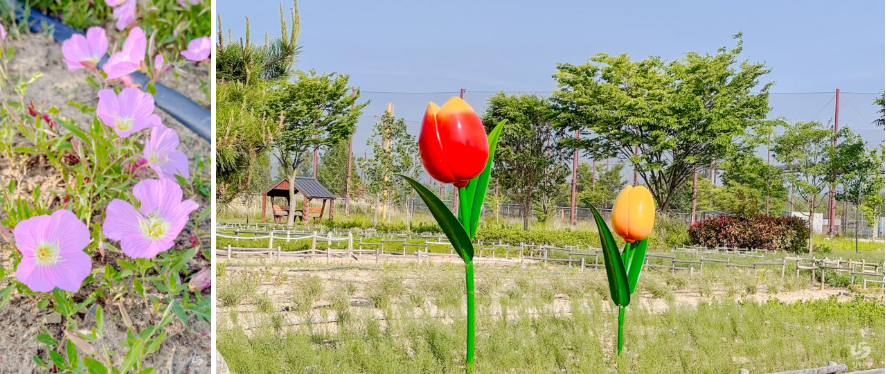창원 대산플라워랜드 꽃구경 명소, 개화시기부터 주차팁까지 정리!