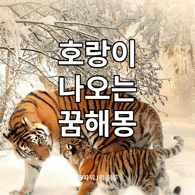 호랑이꿈 해몽