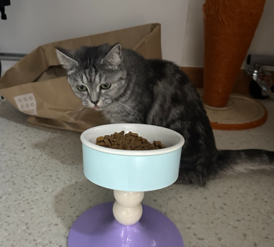 사료가 가득찬 그릇 뒤에 앉아서 쳐다보고 있는 회색 고양이 별찌