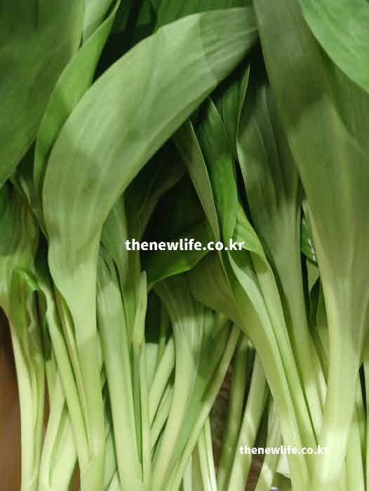 명이나물 효능 영양성분 베타카로틴