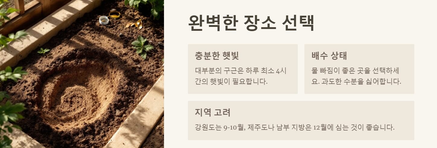 구근 심는 시기 및 방법