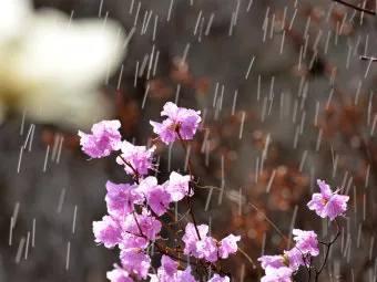 관수 방식 비교 드립 점적 스프링클러 살수장치 선택_17
