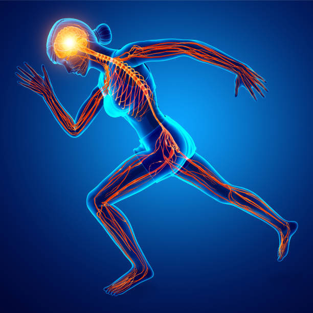 러닝은 뇌건강과 관계가 있을까